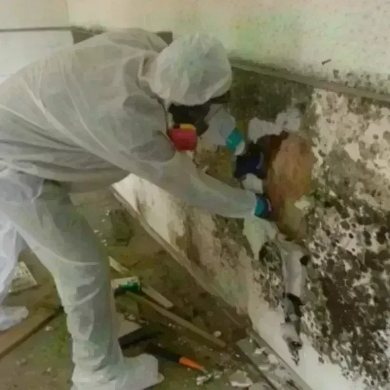 Mold Remediation and Removal in Goshen, CA